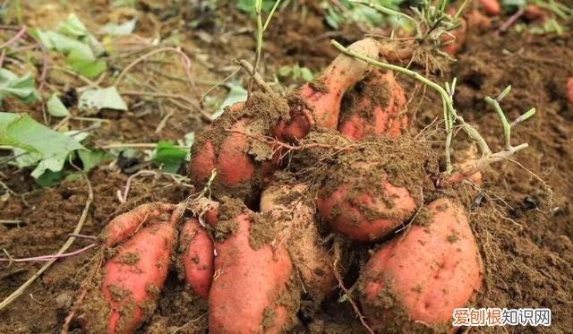 济薯26红薯生长期是多少天,哪种红薯出淀粉量最高适合北方种植