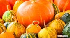 怎么挑选南瓜，怎么样挑南瓜