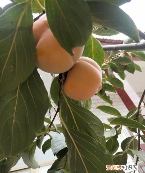 柿子没熟怎么弄熟，切开的柿子没有成熟怎么处理