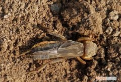 喇蛄的营养价值，养殖喇蛄的前景如何