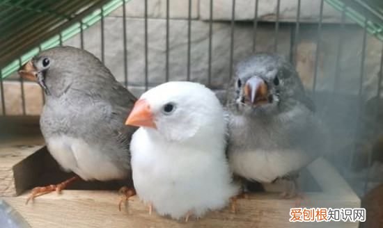 白珍珠鸟怎么养上手，珍珠鸟怎么训练上手