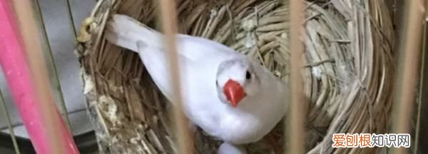 白珍珠鸟怎么养上手，珍珠鸟怎么训练上手