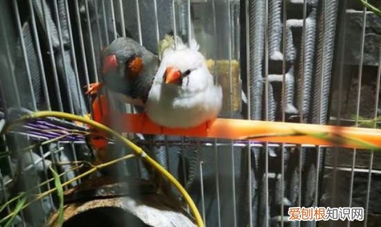 白珍珠鸟怎么养上手，珍珠鸟怎么训练上手