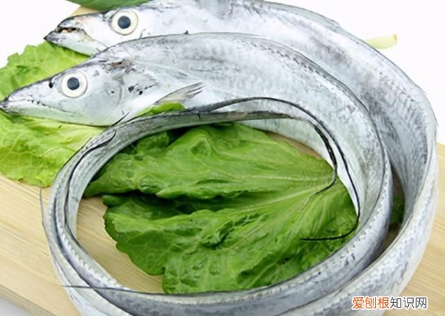 鲜带鱼怎么挑选,野生带鱼怎么挑选