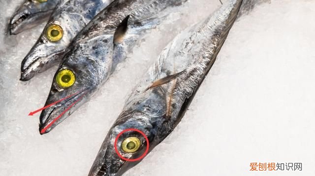 鲜带鱼怎么挑选,野生带鱼怎么挑选