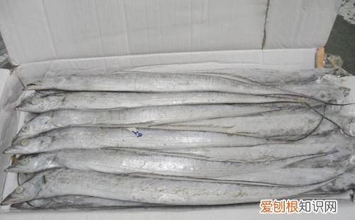 鲜带鱼怎么挑选,野生带鱼怎么挑选