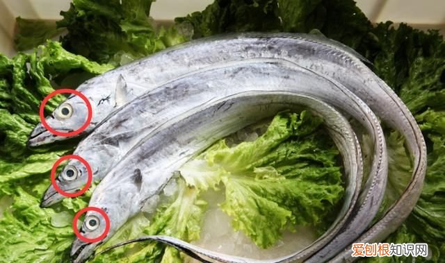 鲜带鱼怎么挑选,野生带鱼怎么挑选