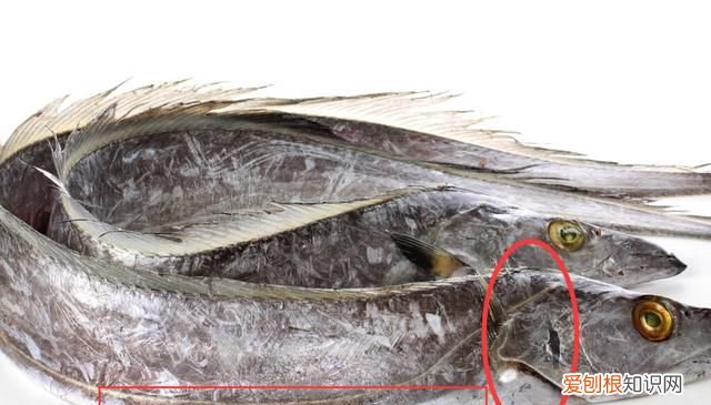 鲜带鱼怎么挑选,野生带鱼怎么挑选