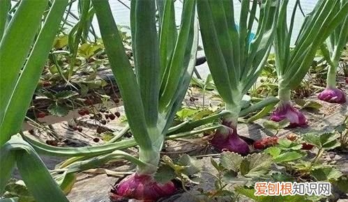 洋葱什么时候种，洋葱苗什么时候种植最好