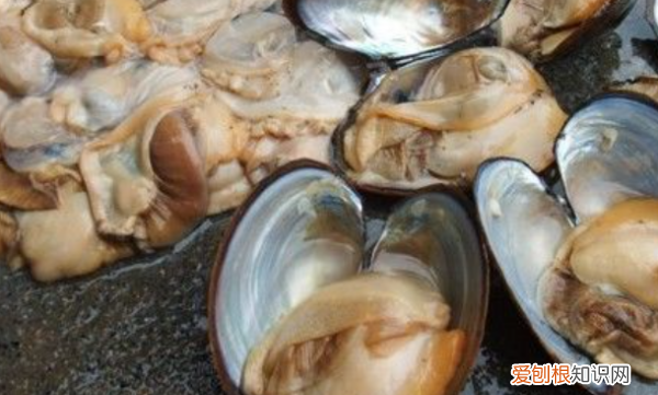 河蚌如何吐泥,河蚌怎么能养出珍珠