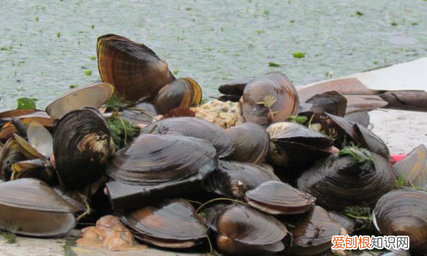 河蚌如何吐泥,河蚌怎么能养出珍珠