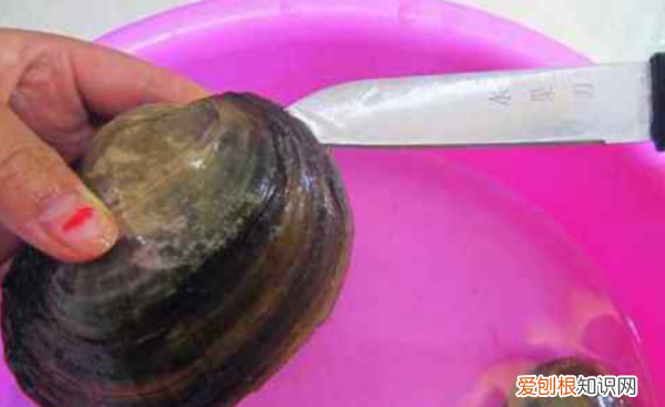 河蚌如何吐泥,河蚌怎么能养出珍珠