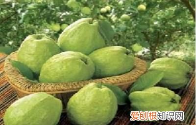 石榴皮怎么吃,晒干的石榴皮怎么做茶