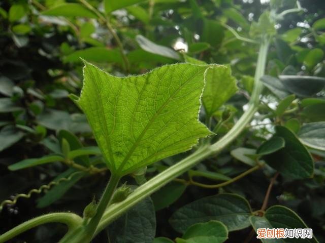 finepix是什么牌子相机