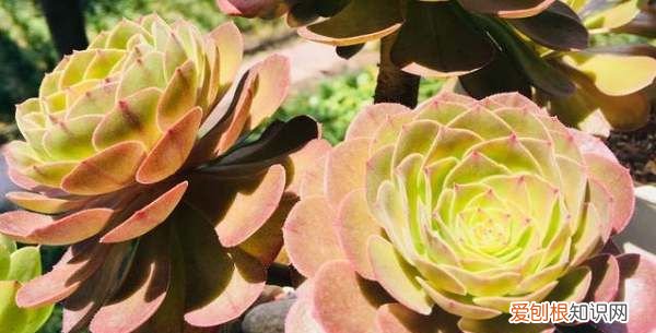 万圣节法师怎么养,万圣节法师如何上盆