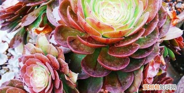 万圣节法师怎么养,万圣节法师如何上盆