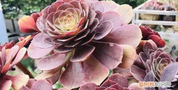 万圣节法师怎么养,万圣节法师如何上盆