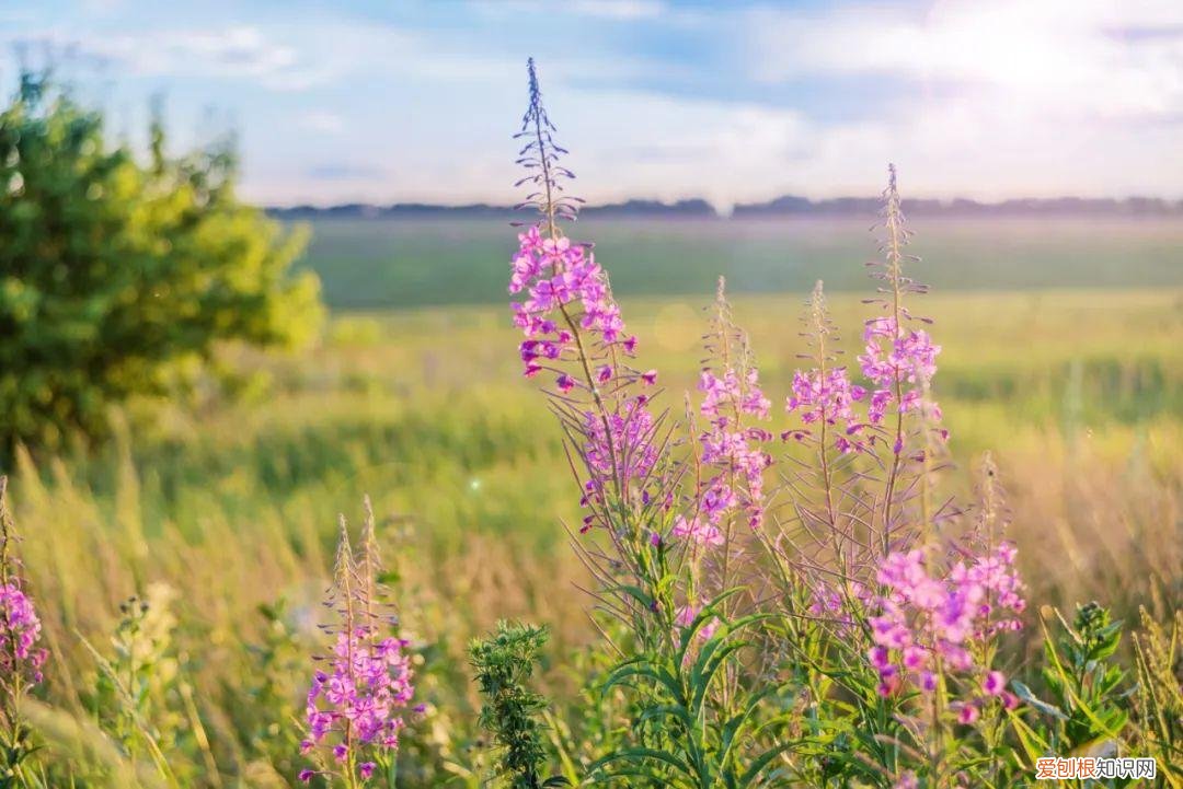 描写春天的古诗30首