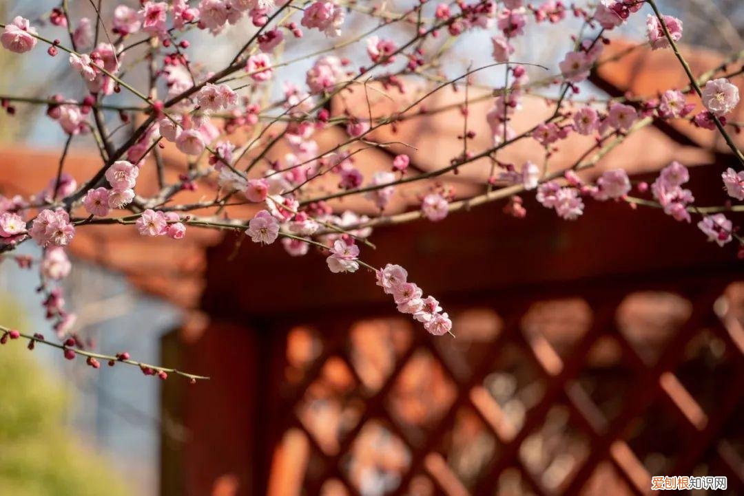 描写春天的古诗30首