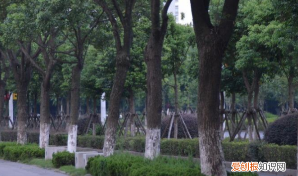 为什么树下面要刷白色,冬天为什么树下面要刷白色