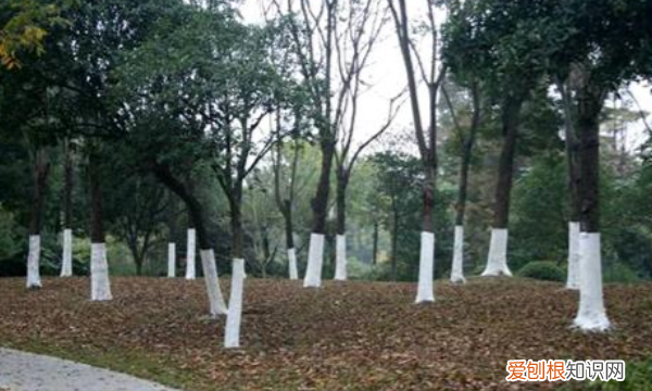 为什么树下面要刷白色，冬天为什么树下面要刷白色