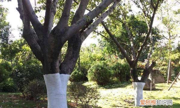 为什么树下面要刷白色,冬天为什么树下面要刷白色