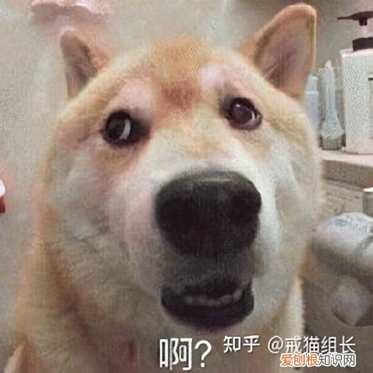 主食罐头和零食罐头的区别