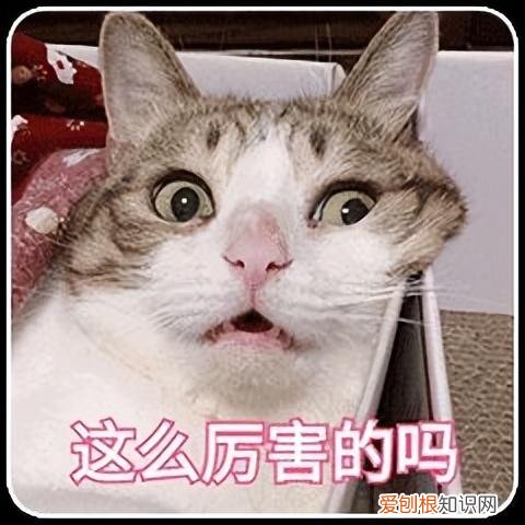 主食罐头和零食罐头的区别