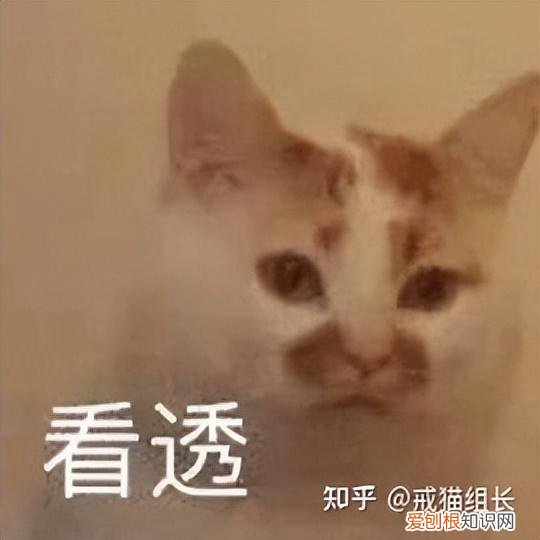 主食罐头和零食罐头的区别