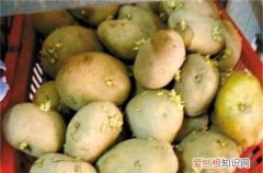 土豆芽多长可以栽，土豆长了一点点小芽可以吃吗