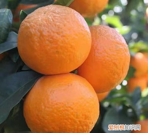 沃柑几月份好吃呢,沃柑和柑橘哪个好吃