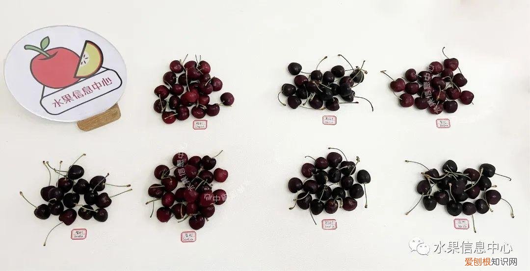 车厘子品种排名前十