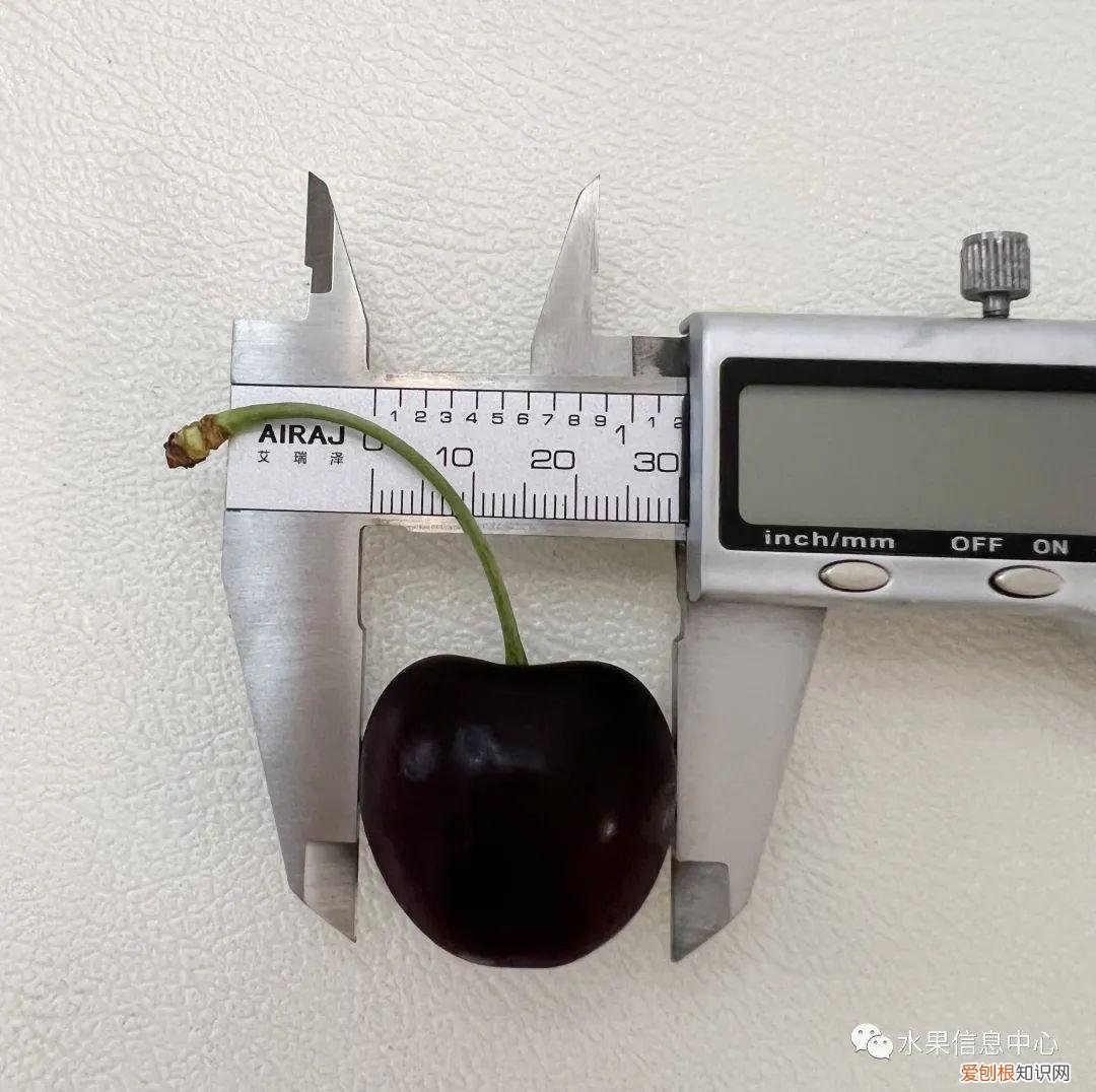 车厘子品种排名前十