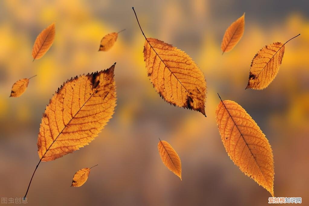 作文秋天的景色