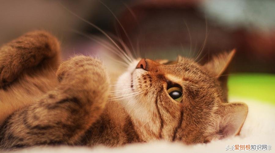 猫之二重唱正谱