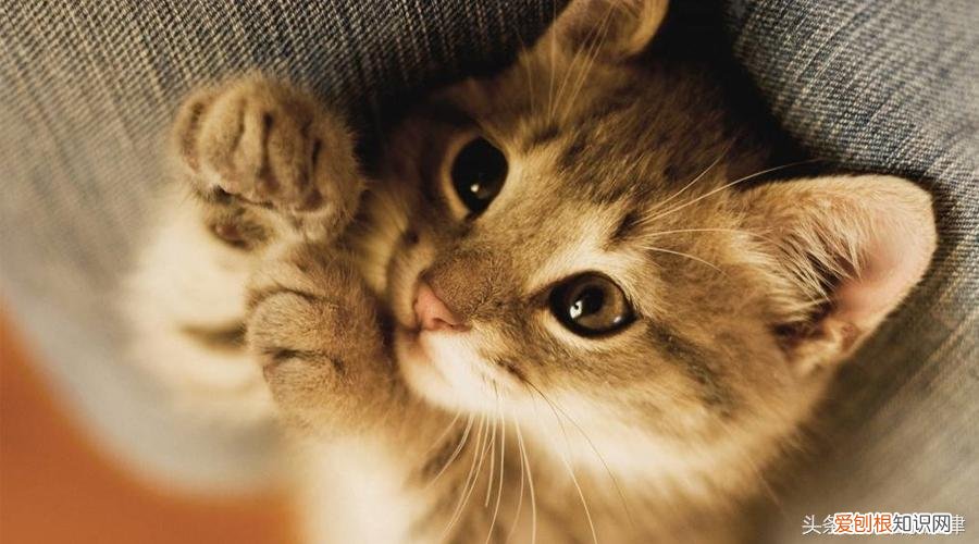 猫之二重唱正谱