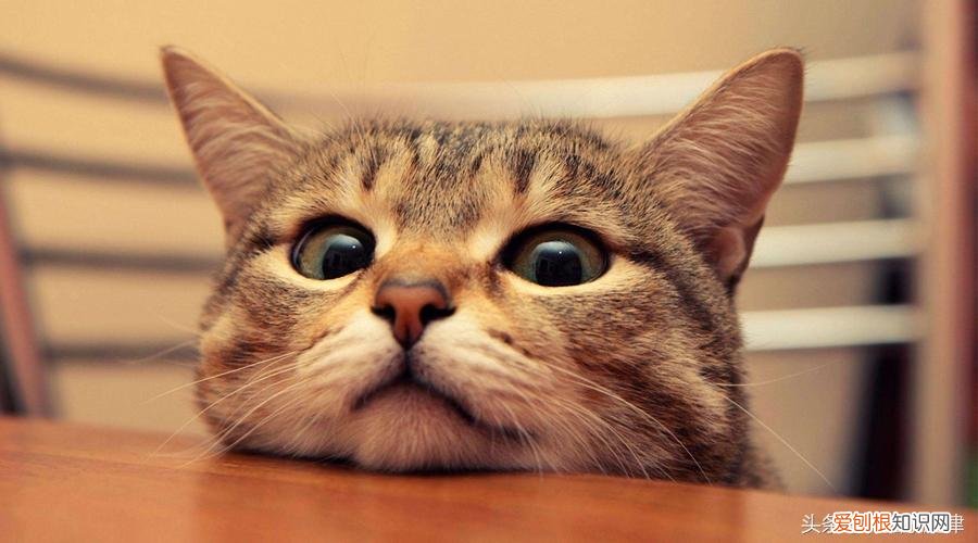 猫之二重唱正谱