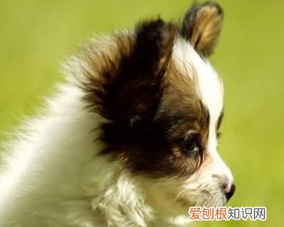 梦见被狗咬象征什么及怎么应对,梦见被狗咬什么预兆如何能破