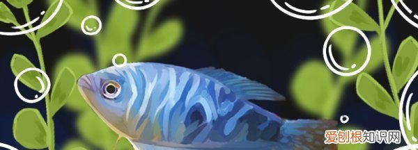 蓝曼龙好养吗,蓝曼龙鱼为什么很少人养