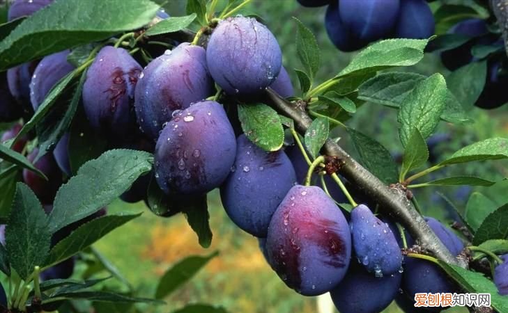 西梅几月份成熟,在山东省西梅几月份成熟