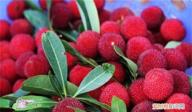 杨梅哪里的最有名，浮宫哪里的杨梅最好吃