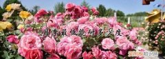 月季花能抗多少度的低温，月季花能耐受多少度的低温呢