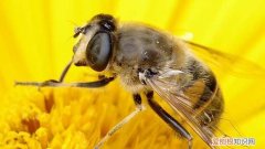蜜蜂的特点