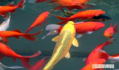 锦鲤侧翻快死怎么拯救，锦鲤侧翻躺底还能好吗