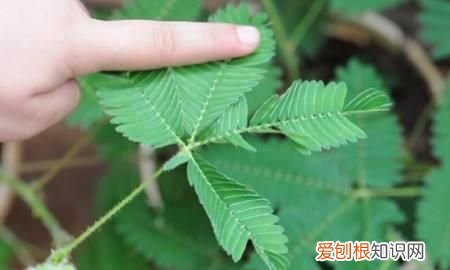 含羞草的特点