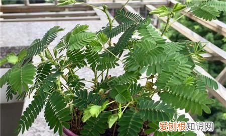 含羞草的特点