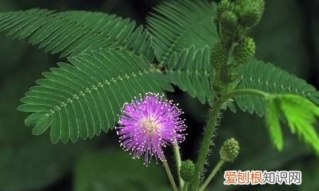 含羞草的特点