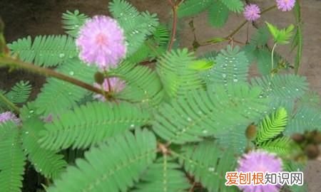 含羞草的特点
