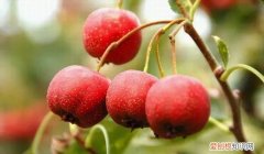 山楂是水果还是蔬菜，和山楂相似的果实是什么果