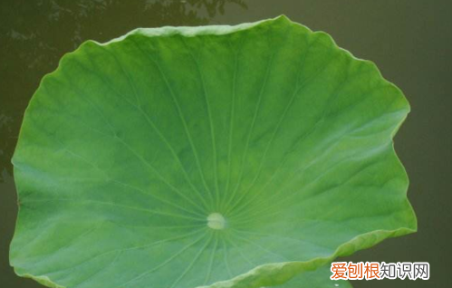 荷叶怎么挑选,新鲜荷叶怎么保存